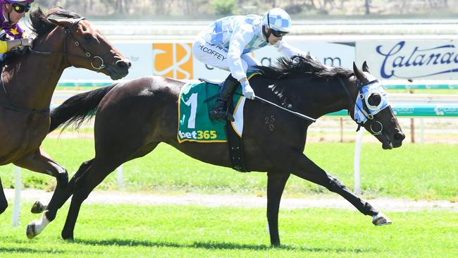 Alpine Rocket could continue his development with another strong showing in the first race at Geelong on Saturday. Picture: Racing Photos