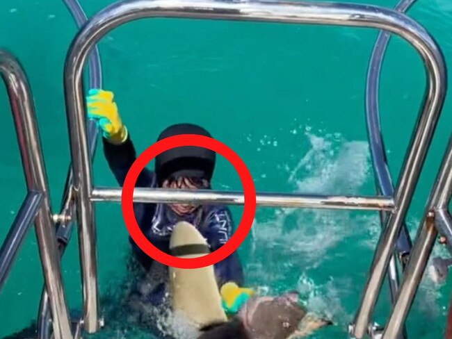 Every parent’s worst nightmare became reality for a dad recently when a reef shark launched out of the water and nipped his son.