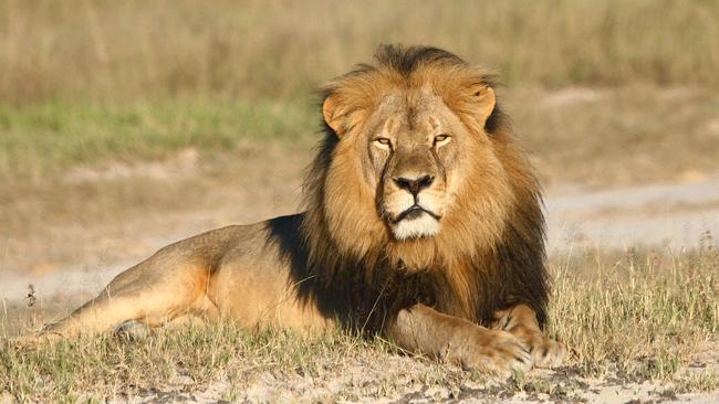 In this undated photo provided by the Wildlife Conservation Research Unit, Cecil the lion rests in Hwange National Park, in Hwange, Zimbabwe. Two Zimbabweans arrested for illegally hunting a lion appeared in court Wednesday, July 29, 2015. The head of Zimbabwe’s safari association said the killing was unethical and that it couldn’t even be classified as a hunt, since the lion killed by an American dentist was lured into the kill zone. (Andy Loveridge/Wildlife Conservation Research Unit via AP)