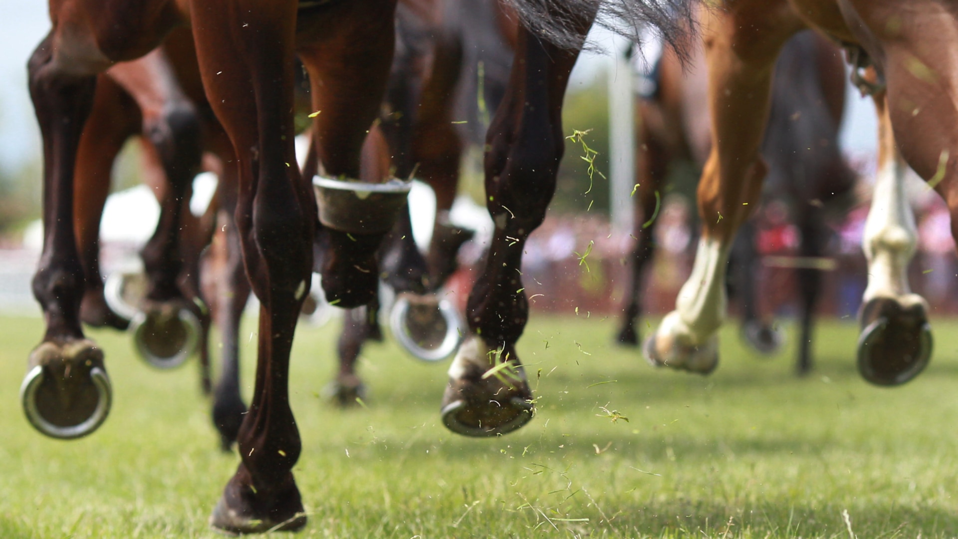 Magic Millions race postponed to January 17