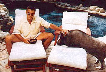 George clooney pot cheap belly pig