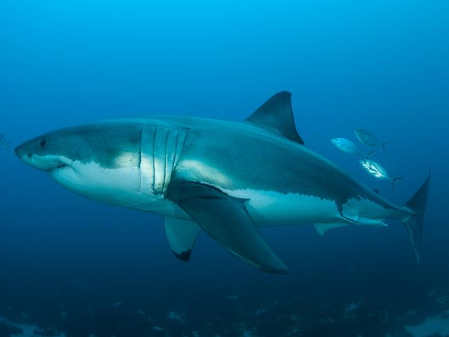 A large male great white photographed off the Neptune Islands. Picture:  Andrew Fox - Rodney Fox Shark Museum and Learning Centre