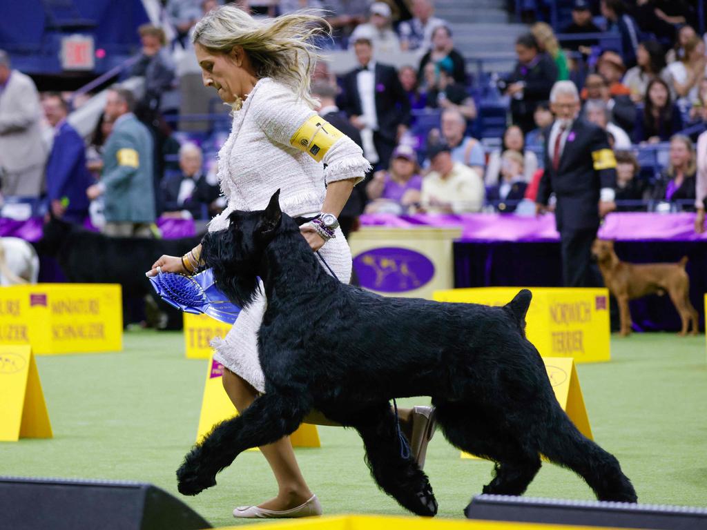 Monty the giant schnauzer, one of last year’s finalists, was an early favourite to win. Picture: Kena Betancur/AFP