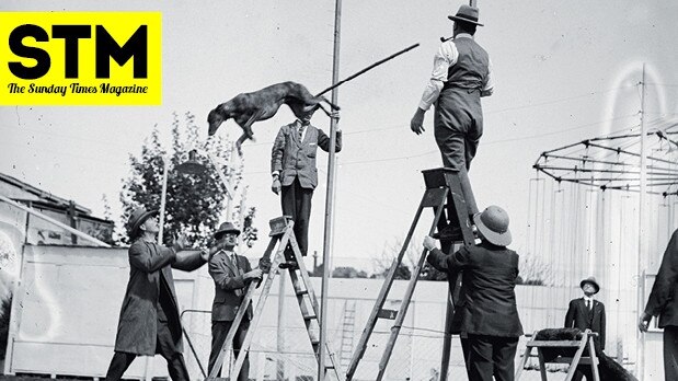 Jimmy the Flying Greyhound would clear the 12-foot (3.65m) jump every night for the patrons at Perth's White City. Picture: The State Library of Western Australia 