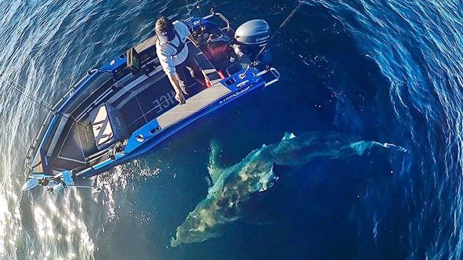 Gold Coast fisherman Rodney Pacitti has shared terrifying footage of a huge great white shark circling his boat off the Glitter Strip. Source: Instagram