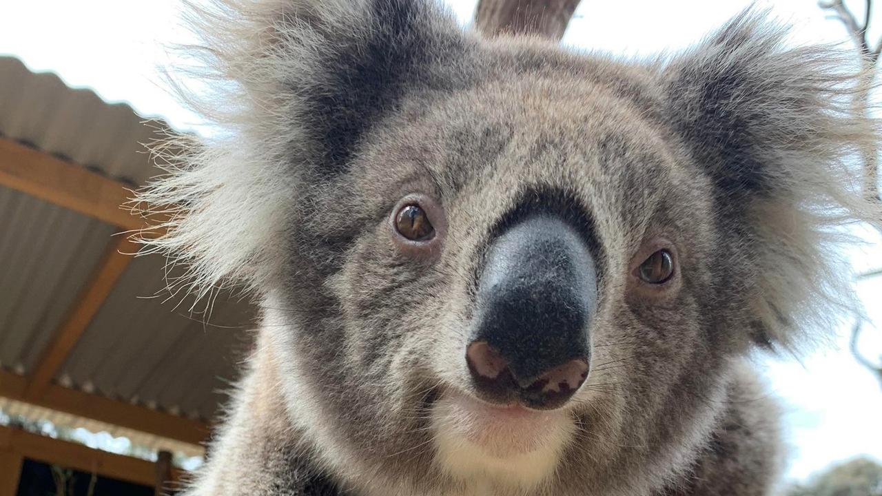 Zoos Victoria: Kyabram Fauna Park To Become Victoria’s Fourth Zoo | The ...