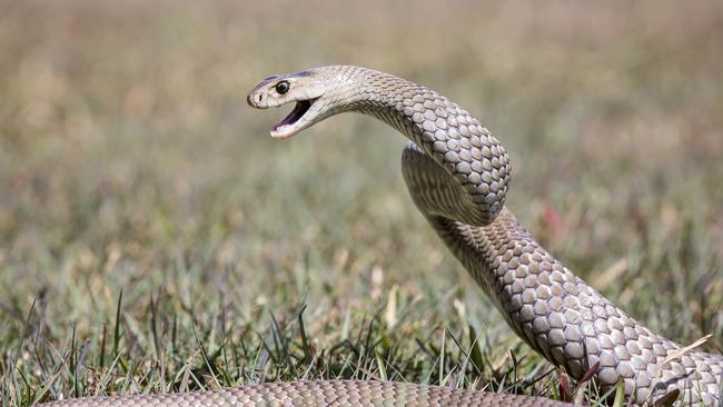 Snakes are moving around the region a lot more as the weather heats up.