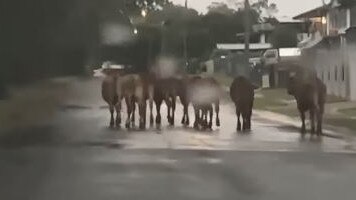 A herd of cattle were spotted walking along Bald Hills Road. Picture: Chris Herrigan