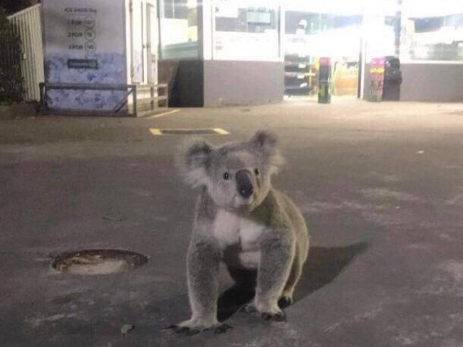 This koala was seen at the Woolworths service station on Appin Rd and was later found dead. Picture: Help Save the Wildlife and Bushlands in Campbelltown Facebook page