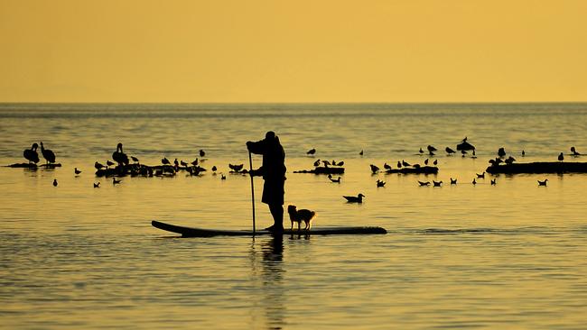 Dogs may have to be kept on leashes 24/7 at Ricketts Point under a Bayside Council review of the sanctuary.