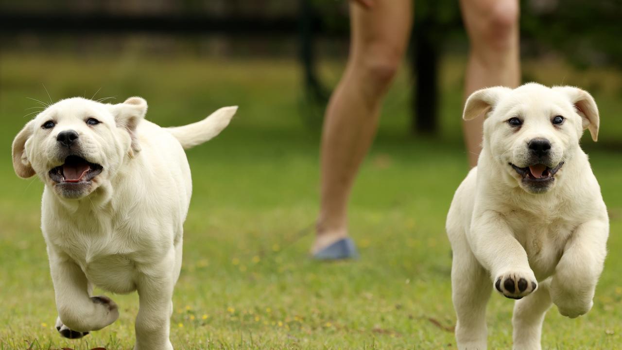 Labrador puppies from a reputable breeder, the NSW government is introducing legislation banning unregistered puppy farms and setting breeding caps on the number of dogs and how often they can breed. Picture: Jonathan Ng