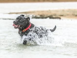 BACK BABY: Dog returns to the water after croc attack