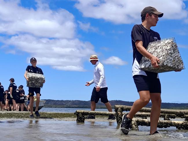 Shellfish restoration at Moreton Bay, Queensland, Picture: Supplied