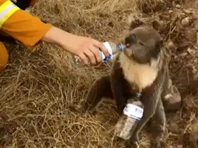 A koala drinks water from a bottle held by a firefighter in Cudlee Creek, South Australia. Picture: Oakbank Balhannah CFS via AP