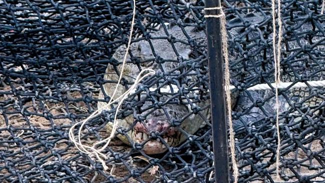 A large saltwater crocodile at the centre of a cruel poaching investigation has been captured in the Bohle River, Department of Environment, Tourism Science and Innovation confirmed on Friday morning. Picture: Leighton Smith