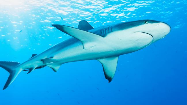 Blacktail Reef Shark Carcharhinus amblyrhynchos in the Light, Blue Corner, Palau, MicronesiaPhoto - istockEscape 7 April 2024Palau