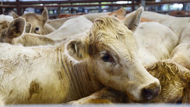 Coronavirus helped lift the number of cattle and sheep sold online through AuctionsPlus last month. PICTURE: ZOE PHILLIPS