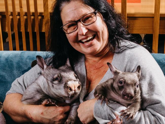 Wombat zoomies and roos on the couch – all in a day’s work