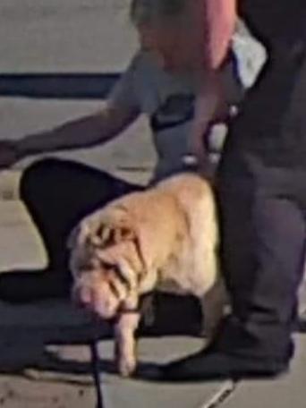 A shar pei that attacked a chihuahua at Salisbury North last month. Picture: Facebook