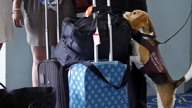 Biosecurity officials seized a concerning amount of contraband at Gold Coast airport.