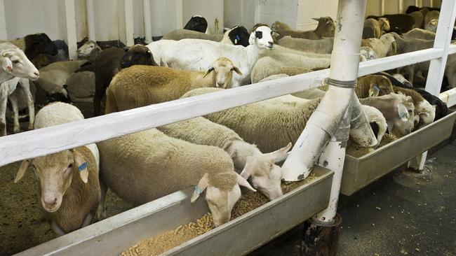 Sheep at feed troughs aboard "MV Merino Express" livestock export ship at the Port of Fremantle, Perth, Western Australia. Picture: supplied