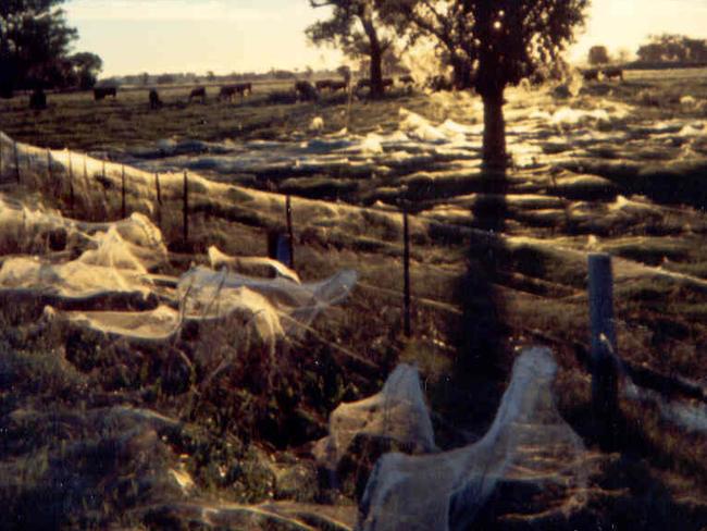 Australia’s ‘spider rain’ explained