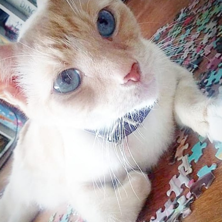 My Louie likes to help with puzzles. Picture: Kitty Westcat. 