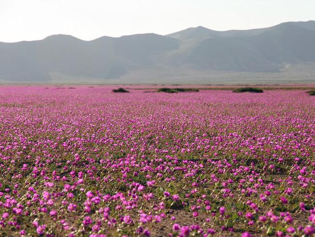 A gigantic mantle of multicoloured flowers covers the area.