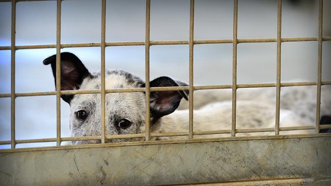 Shane Smythe is accused of breaking in to the Robinvale pound to set his two dogs free. Picture: File