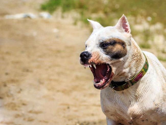 Dog attack generic Townsville.