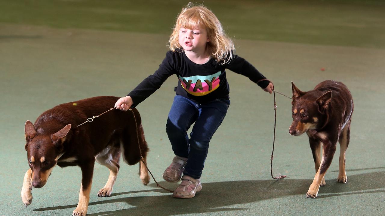 Working Dog Club of Victoria annual championship, Holly Stone, 5, from Frankston North,  with Billy &  Ellie, owned by Christine Daley from Tinimbuk,  Picture Yuri Kouzmin