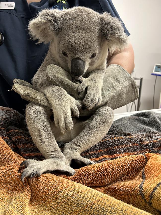 Koala rescued from Townsville at JCU emergency vet.