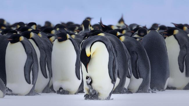 Auster which is about 50km from Mawson Station is home to thousands of emperor penguin at this time of year. Picture: Australian Antarctic Program / Ben Callahan