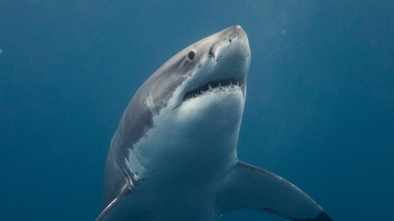 A great white shark. Picture: Jim Cresswell (Tourism SA)