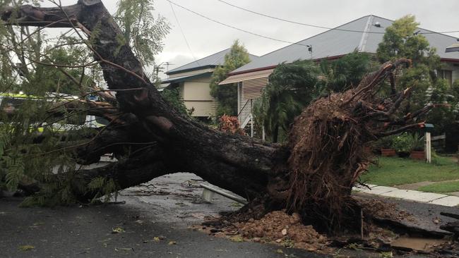 A tree is uprooted in a Rockhampton street after Cyclone Marcia hit Rockhampton on February 20, 2015.