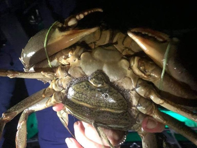 A fisher has had to forfeit their boat, motor and trailer and copped a $4,500 fine after being caught with an illegal haul of crabs. Photo: Supplied