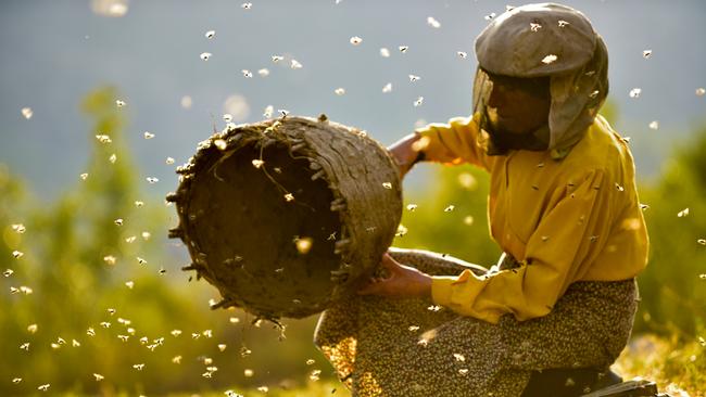 Honeyland is a documentary about the last Balkan Mountains wild beekeeper. Picture: ATG Publicity