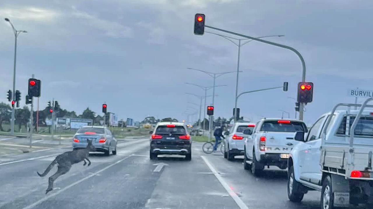 Kerry Doughty captured this photo of a kangaroo in peak hour on the Surf Coast Highway at Armstrong Creek this morning. Photo: Facebook