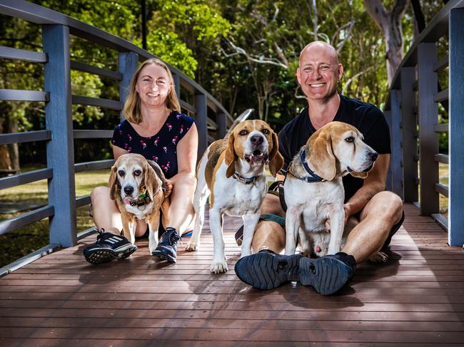 Dave and Lyndsay Woods, 43 and 41, of Arundel on the Gold Coast, with their beagles Maggie, 12, Willow, 7, and Baxter, 9. Baxter and Maggie are former laboratory test dogs. Picture: Nigel Hallett