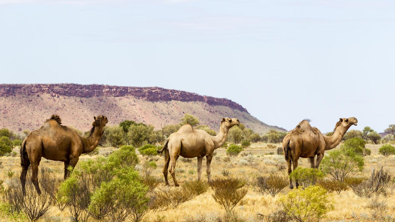 Feral camels to be culled in APY Lands | Herald Sun