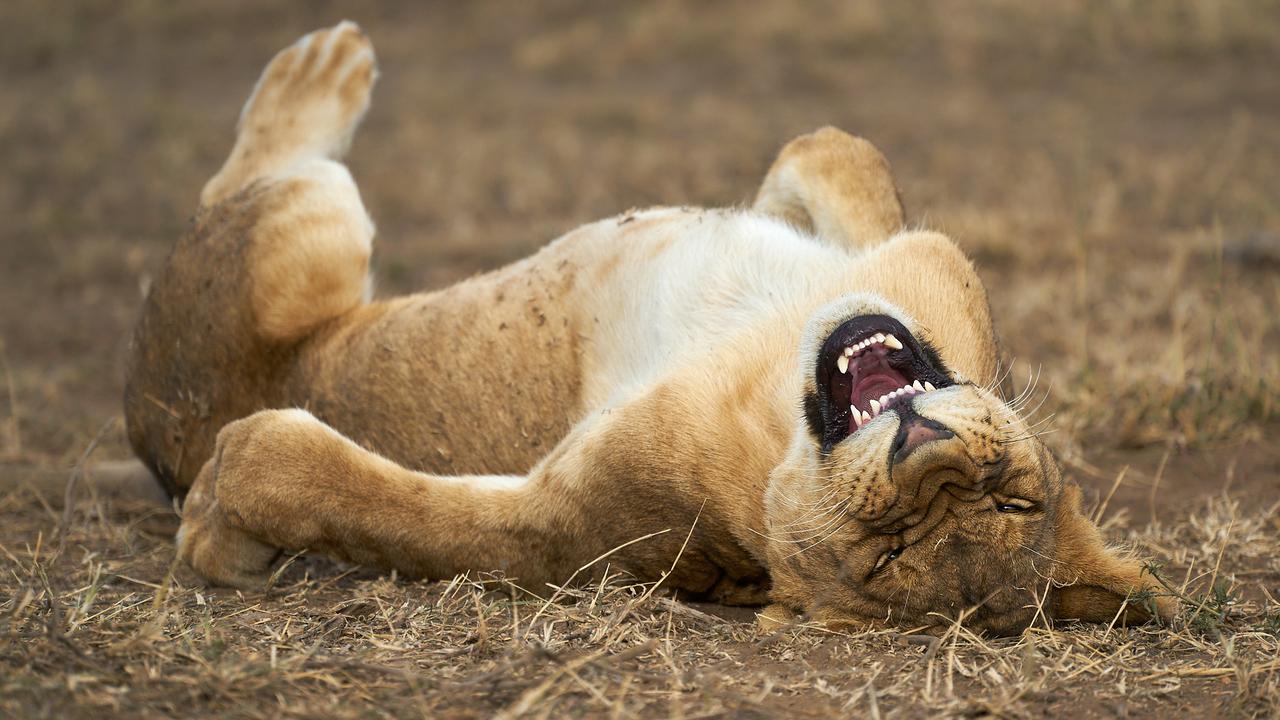 “ROFL: A young lion in the Serengeti National Park, Tanzania, who apparently is laughing at my photography skills.” Picture: The Comedy Wildlife Photography Awards 2021/Giovanni Querzani