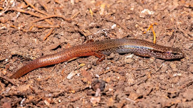 A juvenile land mullet found during the Springbrook BioBlitz in the Gold Coast hinterland. Pic by Narelle Power from DWWFAUNA.