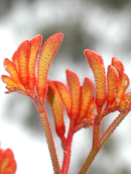 Landscape Tangerine kangaroo paw.