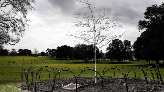 The tree planted behind Adelaide Oval in memory of Phil Walsh now stands 5m. Picture: Sarah Reed