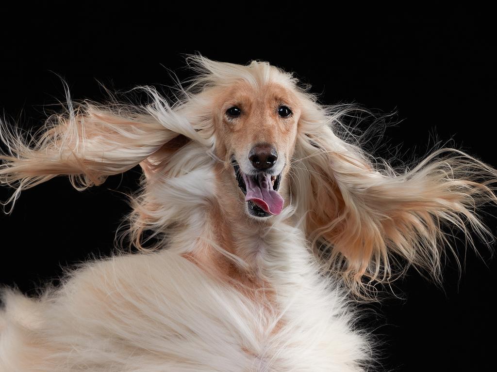 Handsome dog. His name is Oscar and he’s ready for his close-up! Picture: Lana Polyakova/Comedy Pets