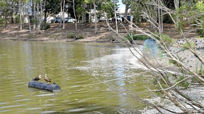 Dead fish line the banks of the pond at the Bundaberg Botanic Gardens. Picture: Geordi Offord