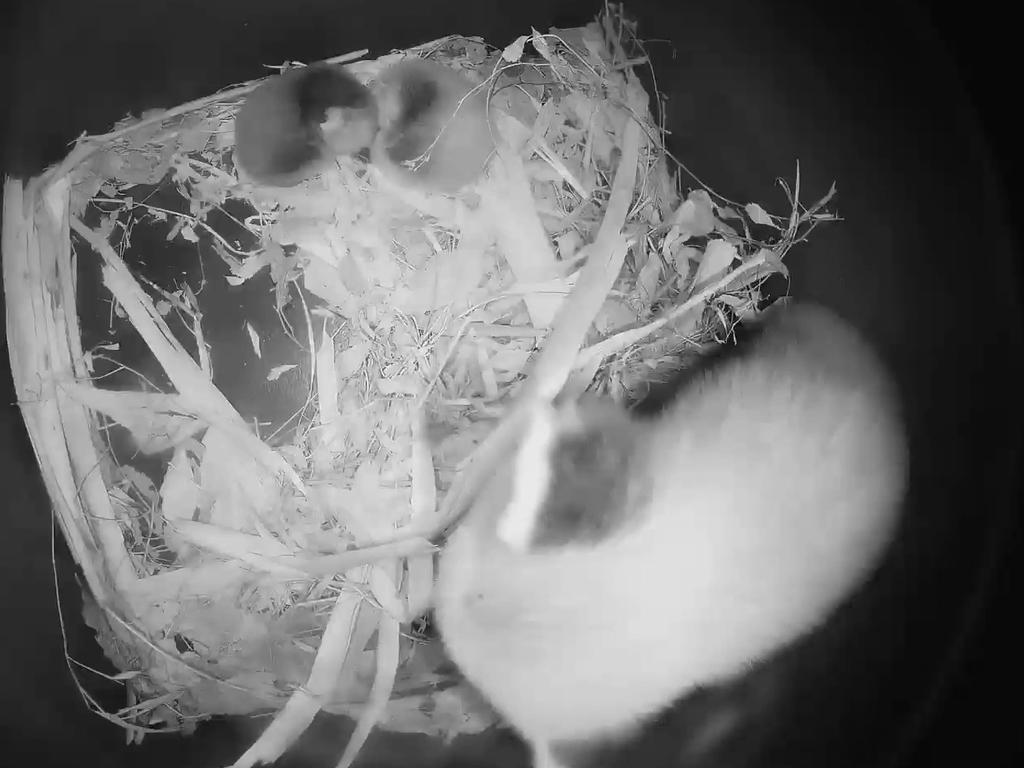 For now red panda mum Amala only leaves the nesting box for her daily feeds and to stretch her legs, spending most of her time tending to her young. Picture: Taronga Zoo