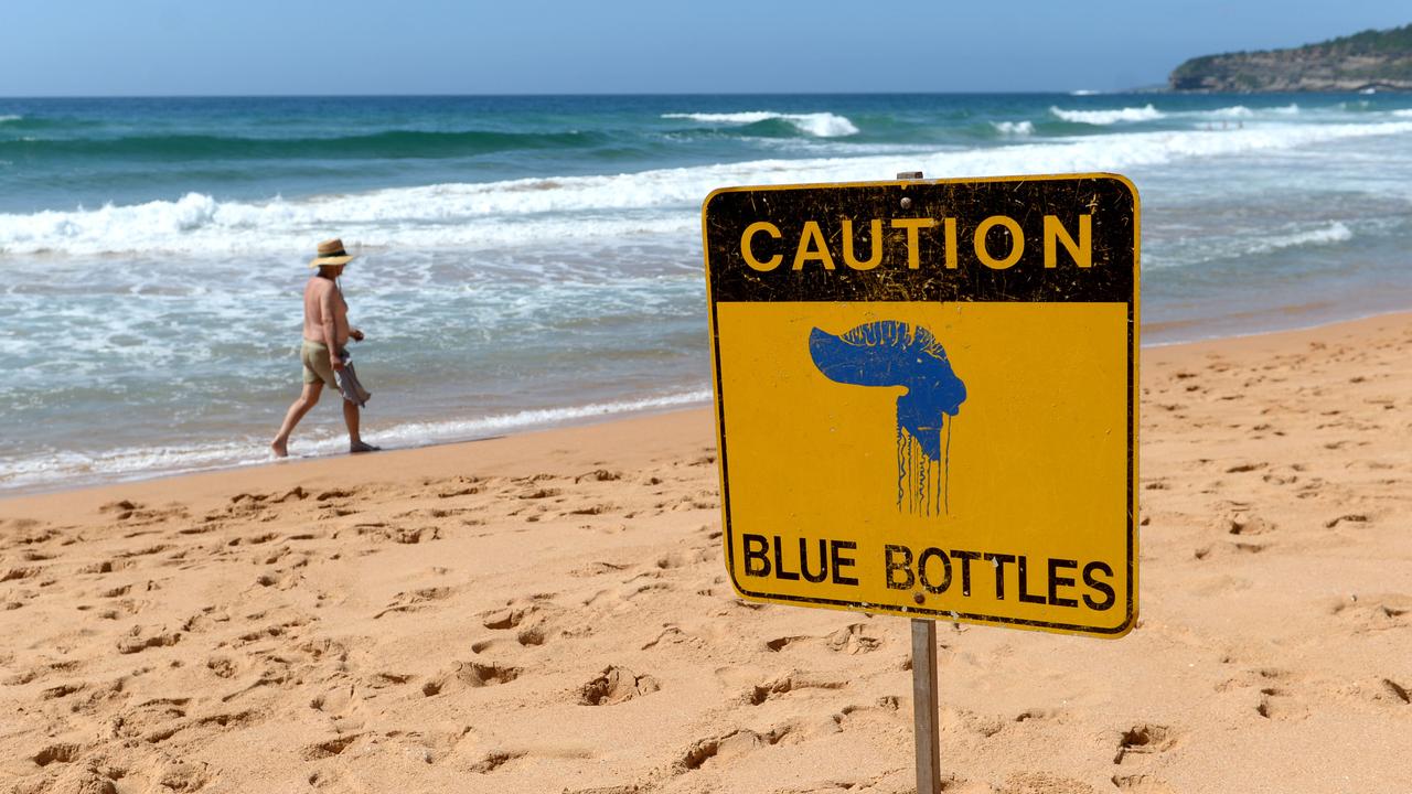 Bluebottle 'epidemic': thousands stung as record numbers swarm Queensland  beaches, Queensland