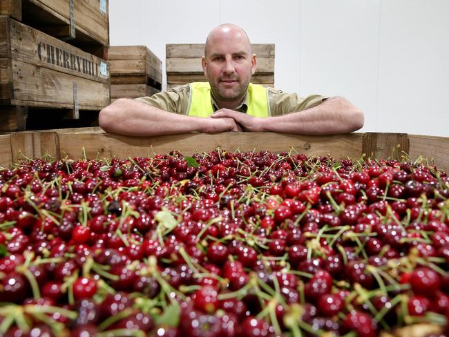 For News and Focus: CherryHill Orchards is one of Australia's biggest cherry growers and have just installed a fan-dangled $10 million processing machine which is just coming online. Pictured is Stephen Riseborough. Picture: ANDY ROGERS