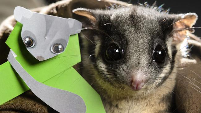 The leadbeater's possum’s status is currently under review.